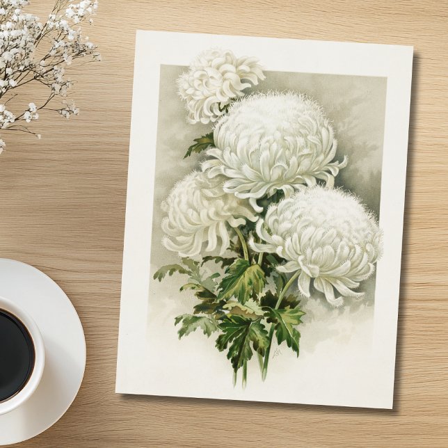 Chrysanthemums – Elegant Vintage Botanical Postcard (Creator Uploaded)