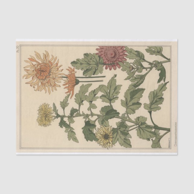 Chrysanthemums, Eugene Grasset's Botany Series Tissue Paper (Front)