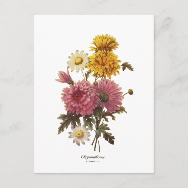 Chrysanthemums Postcard (Front)
