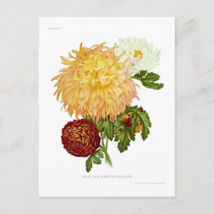 Chrysanthemums Postcard