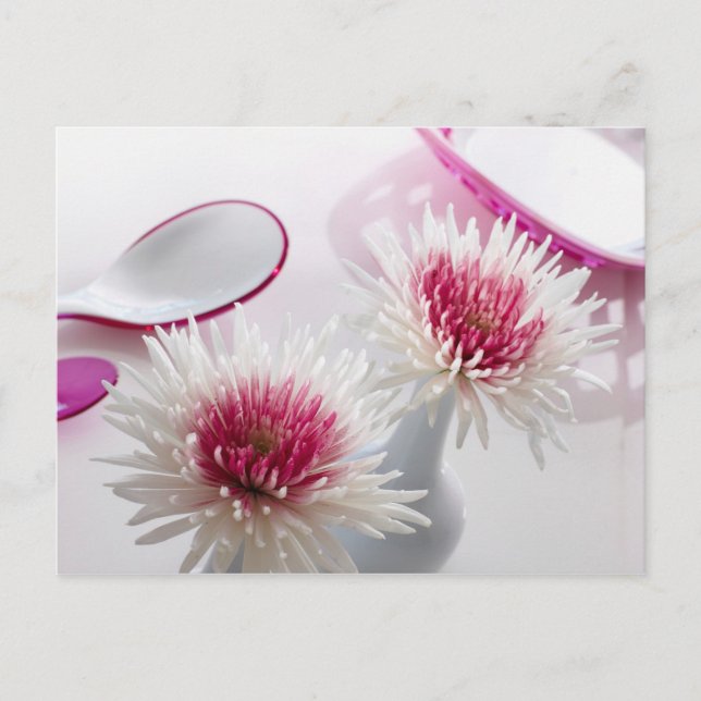 Chrysanthemums Postcard (Front)