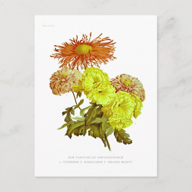Chrysanthemums Postcard (Front)