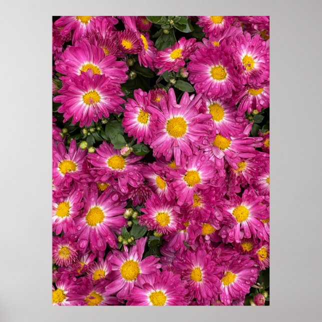 Chrysanthemums Poster (Front)