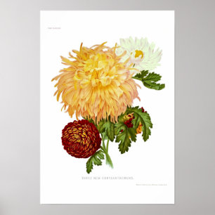 Chrysanthemums Poster