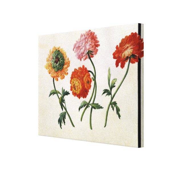 Chrysanthemum Posters & Prints | Zazzle UK