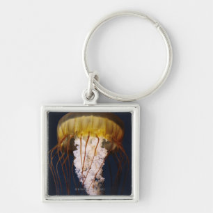 Chrysaora fuscescens, Pacific Sea nettle Key Ring