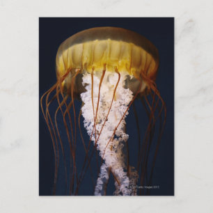 Chrysaora fuscescens, Pacific Sea nettle Postcard