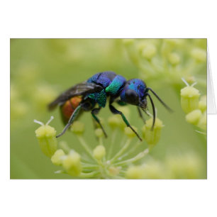 Chrysis austriaca