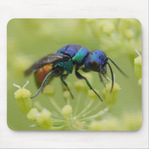 Chrysis austriaca mouse mat
