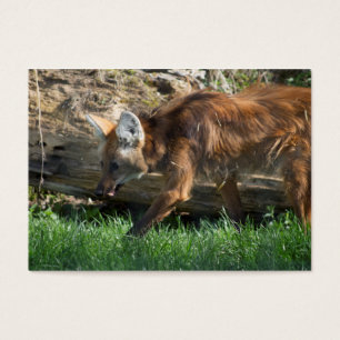 Chrysocyon brachyurus