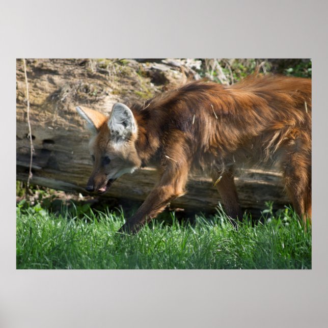 Chrysocyon brachyurus poster (Front)