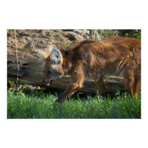 Chrysocyon brachyurus poster