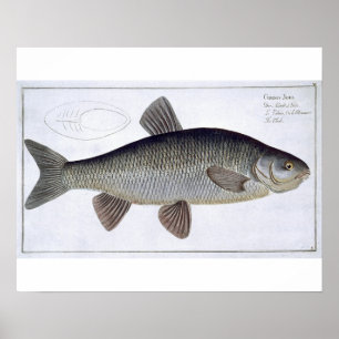 Chub (Cyprinus Jeses) plate VI from 'Ichthyologie, Poster