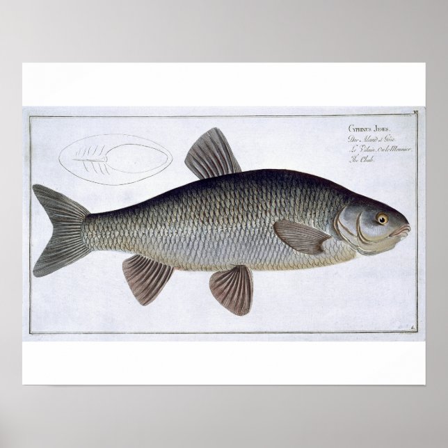 Chub (Cyprinus Jeses) plate VI from 'Ichthyologie, Poster (Front)