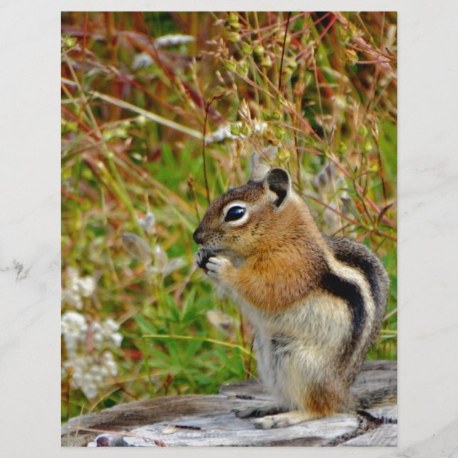Chubby cute chipmunk on  on wood stump (Front)