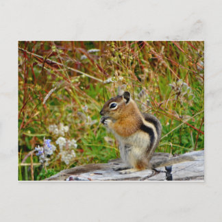 Chubby cute chipmunk on  on wood stump postcard