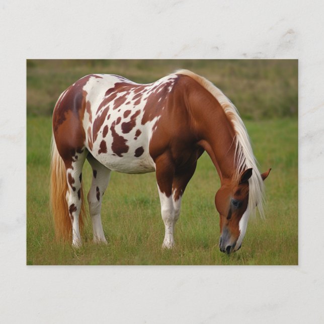 Chubby Pinto Mustang Horse Postcard (Front)