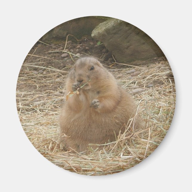 Chubby Prairie Dog Magnet (Front)