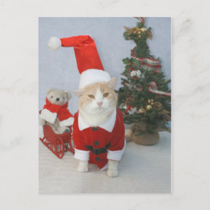 Chubby Santa Cat Holiday Postcard