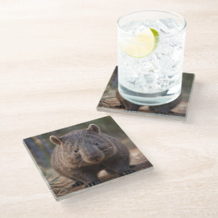 Chubby The Australian Wombat,  Glass Coaster
