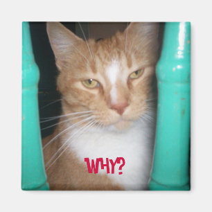 ChubbyCubby asks ... WHY? Magnet