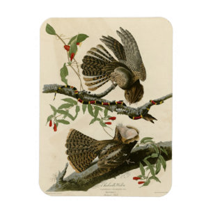 Chuck-will's Widow - Audubon's Birds of America  Magnet