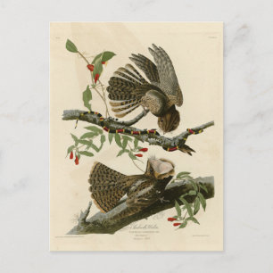 Chuck-will's Widow - Audubon's Birds of America Postcard