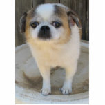 Chug Dog Standing Photo Sculpture<br><div class="desc">My little Pug/Chihuahua cross.</div>