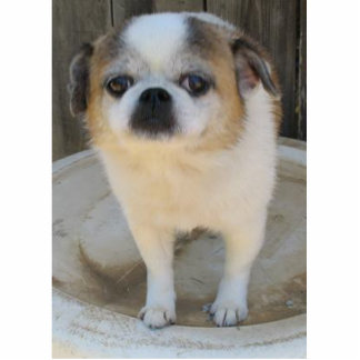 Chug Dog Standing Photo Sculpture