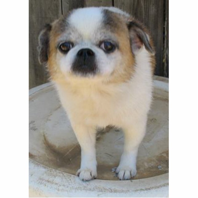 Chug Dog Standing Photo Sculpture (Front)