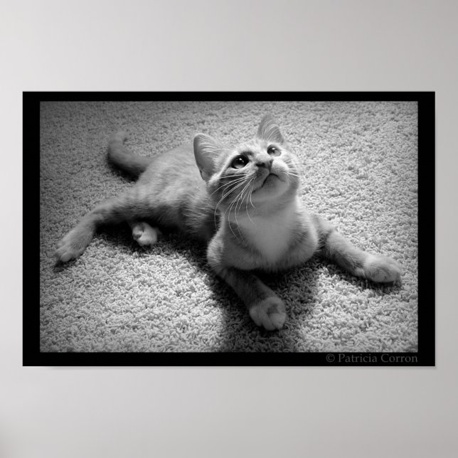 Chugar in Kittenhood Poster (Front)