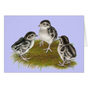 Chukar Partridge Chicks