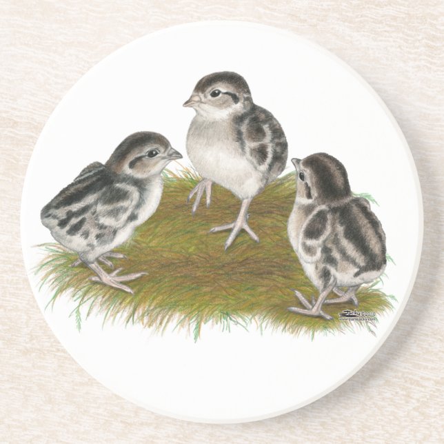 Chukar Partridge Chicks Coaster (Front)