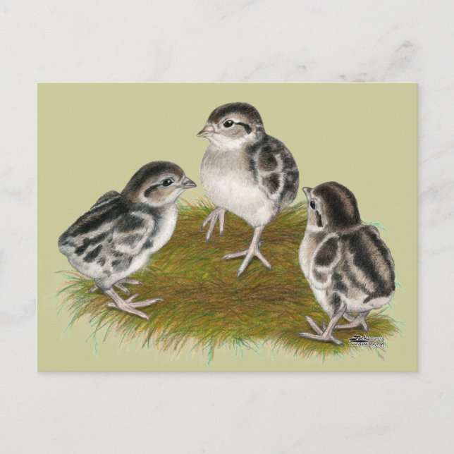 Chukar Partridge Chicks Postcard (Front)