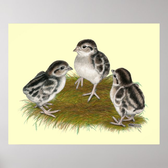 Chukar Partridge Chicks Poster (Front)