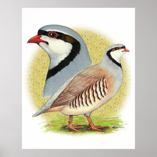 Chukar Partridge Combo Poster (Front)