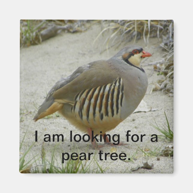 Chukar Partridge game bird hunting sport Magnet (Front)