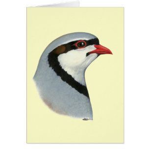Chukar:  Partridge Head