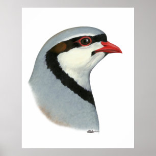 Chukar:  Partridge Head Poster