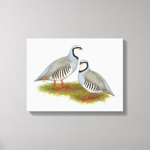 Chukar Partridge Pair Canvas Print