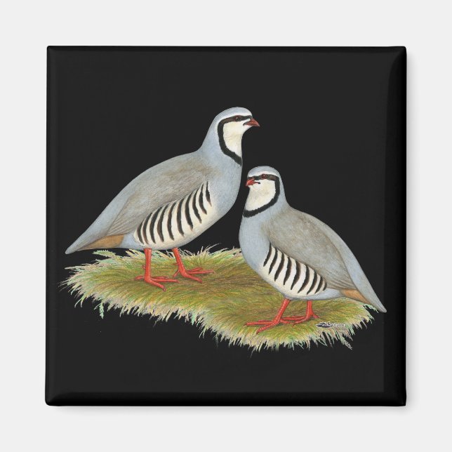 Chukar Partridge Pair Magnet (Front)
