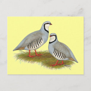 Chukar Partridge Pair Postcard