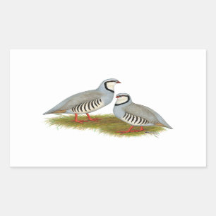Chukar Partridge Pair Rectangular Sticker