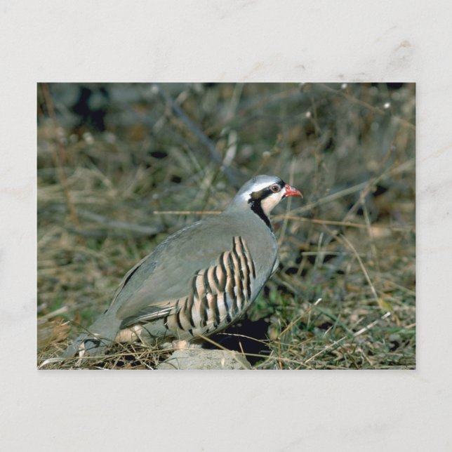 Chukar partridge postcard (Front)