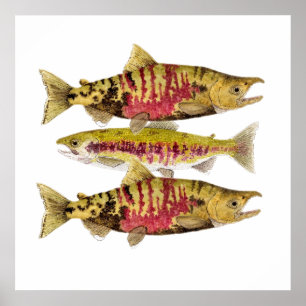 Chum Salmon Art Poster