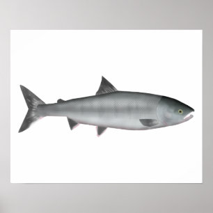 Chum Salmon Ocean Poster