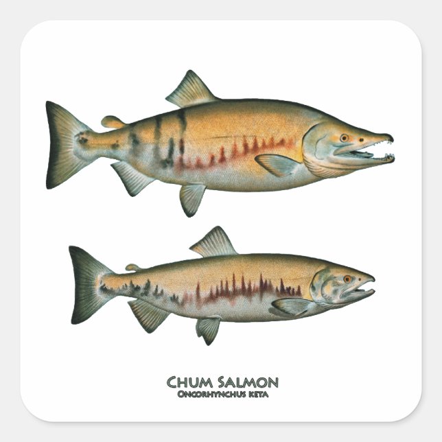 Chum Salmon Pair (spawning phase) Square Sticker (Front)