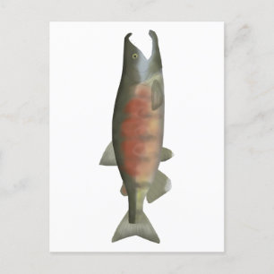 Chum Salmon - Spawn Phase Postcard