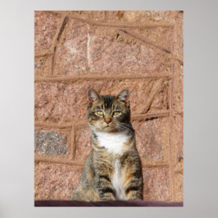 Church Cat Poster