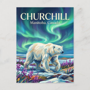 Churchill Polar Bears Canada Postcard